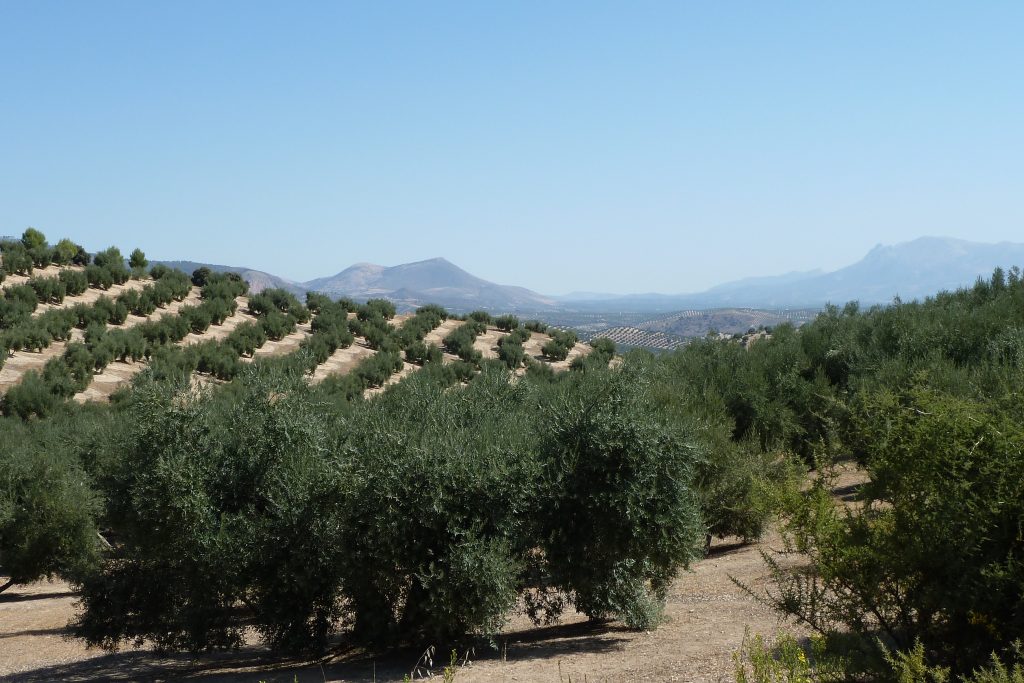 Olive Groves Photo