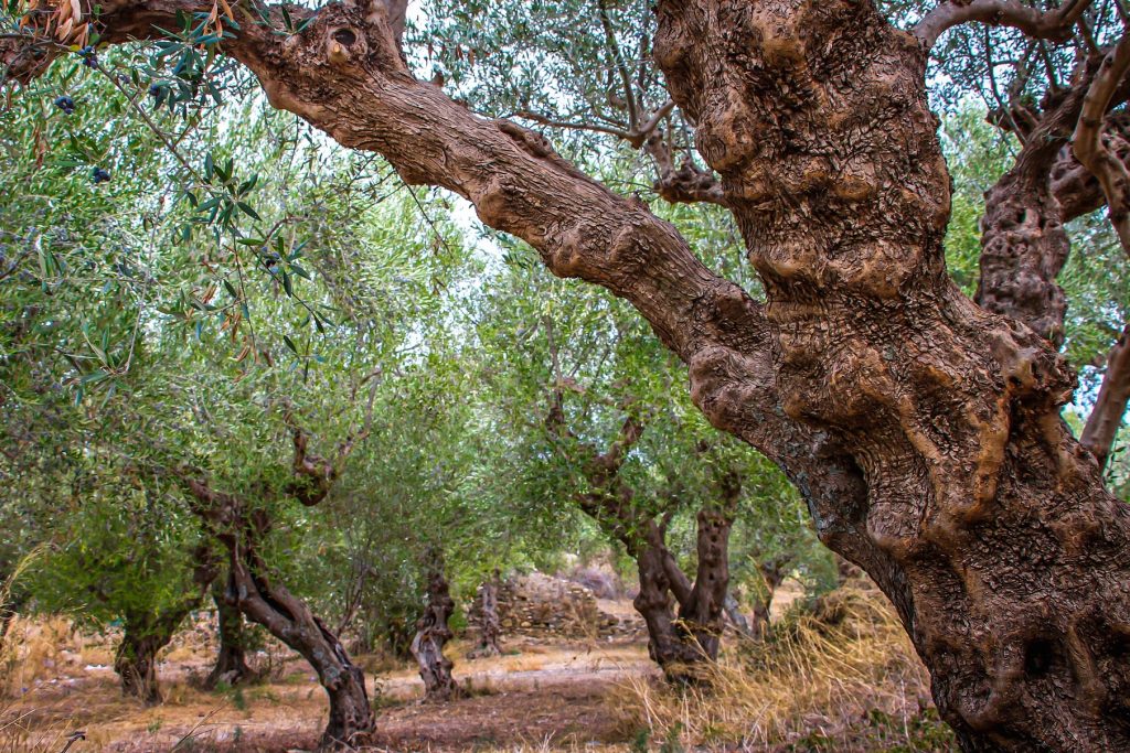 olive-grove-4955574_1920